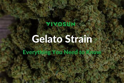 gaslato strain